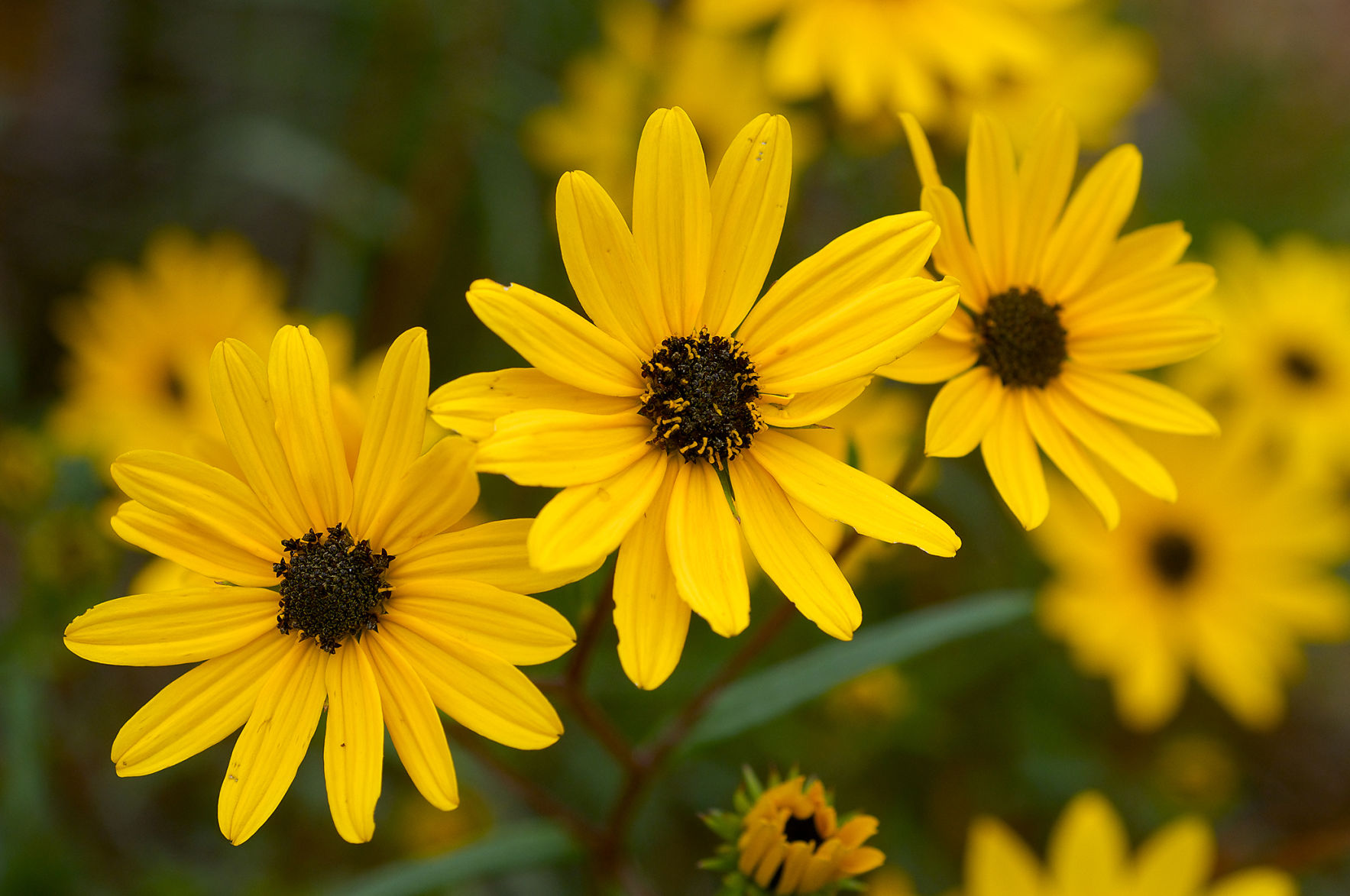 Swamp sunflower